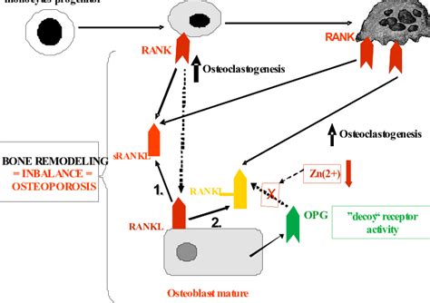 The Ranklopg System In Bone Remodeling At Post Menopausal