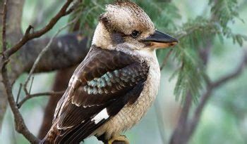 Laughing Kookaburra - Facts, Diet & Habitat Information