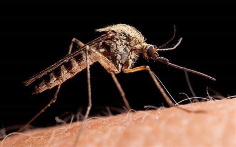 A Guide To The Common Mosquitoes In Central Washington Prosite Pest Control