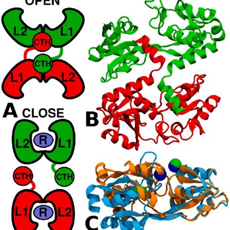 A A Cartoon Representation Of The Domain Swapped Open State And