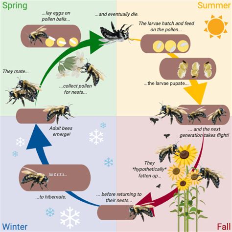 Carpenter-bee-life-cycle – Maryland Grows