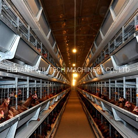 Automatic Layer Chicken Cages With Eggs Collection System China