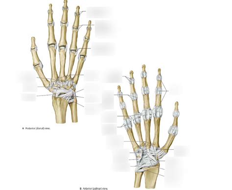 Anatomy Ligaments Of The Hand Diagram Quizlet