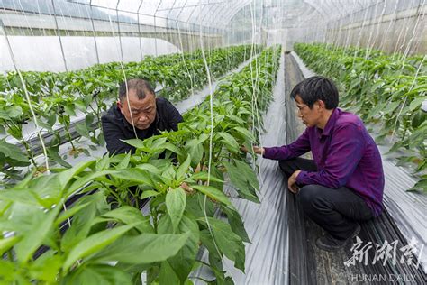 科技助农 资讯 新湖南