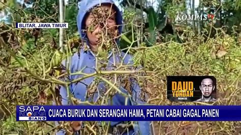 Diserang Hama Porong Petani Di Blitar Pilih Cabuti Tanaman Cabai