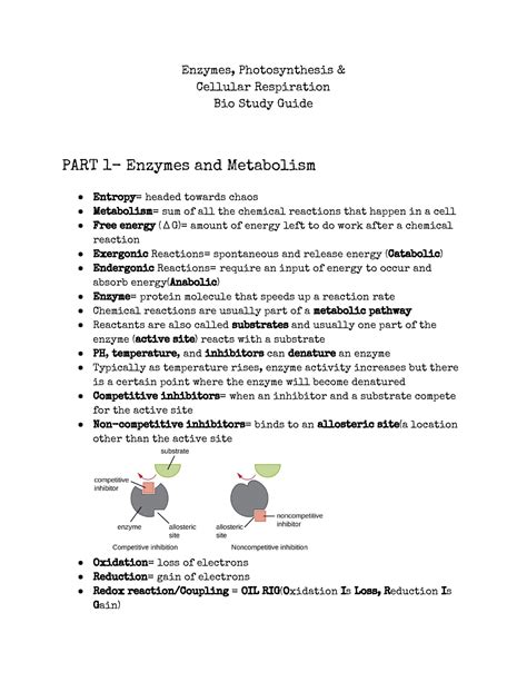 Enzymes Cellular Respiration Study Guide Enzymes Photosynthesis