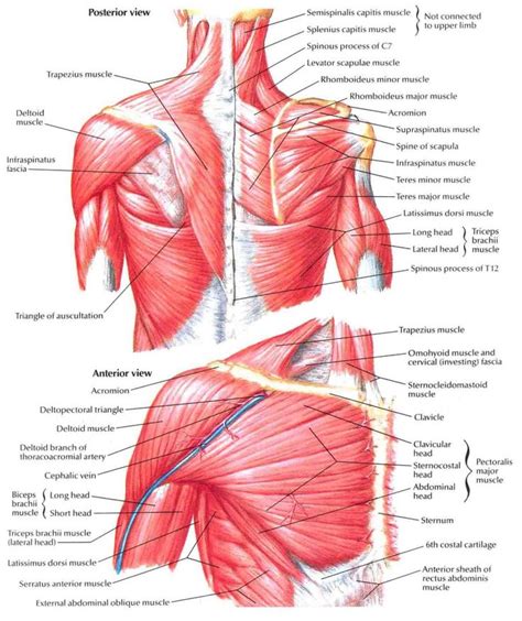 Shoulder Anatomy Diagram