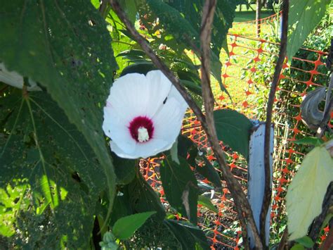 70 Luna White Red Dinner Plate Hibiscus Flower Seeds Hardy