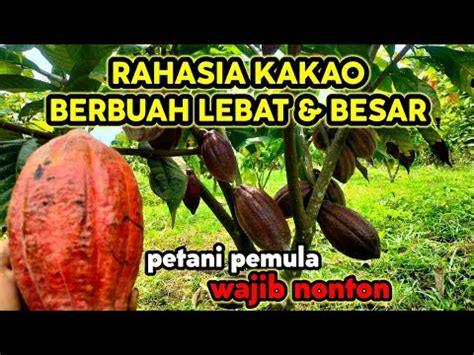 Rahasia Kakao Berbuah Lebat Dan Besar Youtube