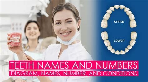 Teeth Names and Numbers: Diagram, Names, Number, and Conditions – Trust Dental Care