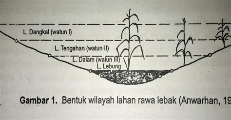 Berbagi Ilmu Pertanian Dan Arsitektur Pengertian Rawa Lebak