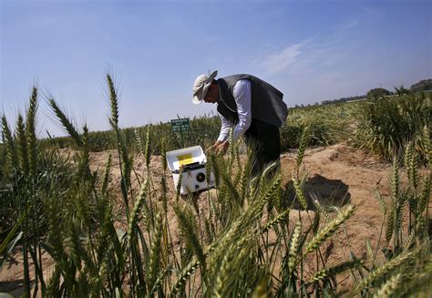 How Has China Maintained Domestic Food Security Amid Global Food Crises