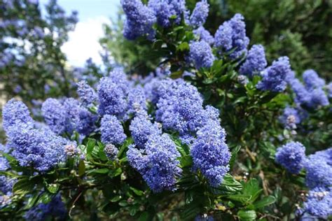 California Lilac: How And When To Prune, Plant, And Transplant?