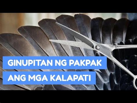 Bakit Kailangan Mag Bunot Ng Pakpak Sa Kalapati Bago Ang Karera