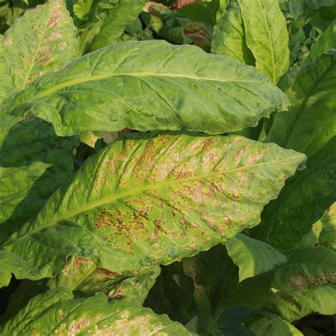 Tobacco Mosaic Virus Frequenz Therapie