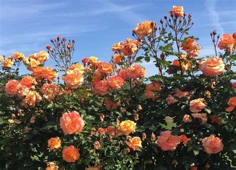 The Best Climbing Roses For Your Garden Trellis Arbor Or Pergola