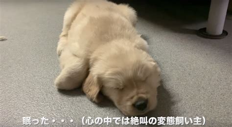 これが天使か！飼い主にナデられて寝落ちしちゃったゴールデンの子犬が可愛すぎて悶絶【動画】 Retriever Life レトリーバーライフ