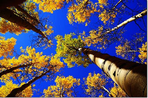 Fall Colors At Kenosha Pass Colorado 25 Edjimy Flickr