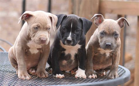 Pit Bull Puppy Wallpapers - Wallpaper Cave