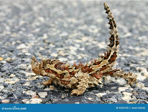 Thorny Devil Lizard, Australia Royalty-Free Stock Image | CartoonDealer ...