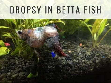 Betta Fish Care: Guide and Tips for Raising Bettas | Fishkeeping World