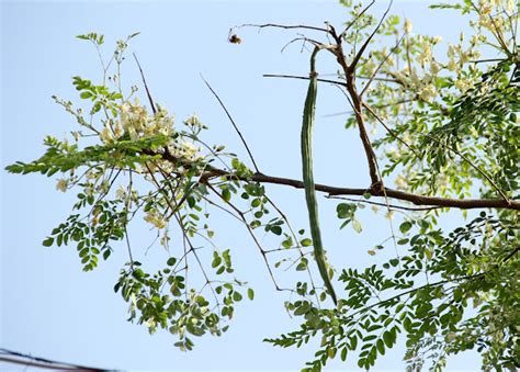 Moringa Or Drumstick Tree Project Noah