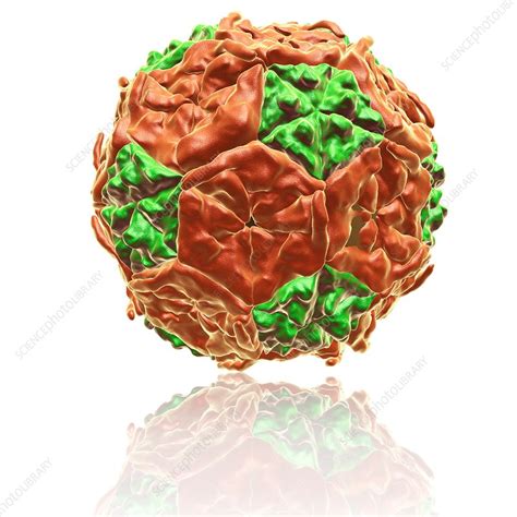 Coxsackie B Virus Particle Illustration Stock Image F