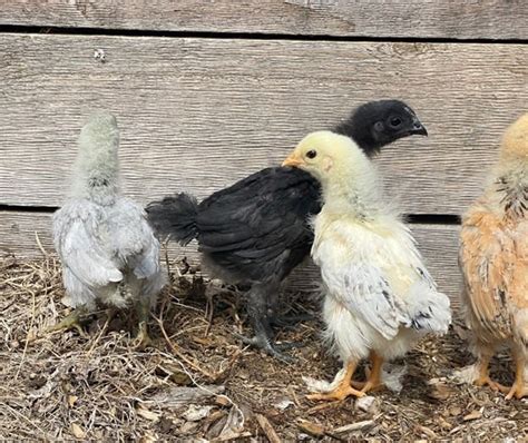 All About The Mystic Onyx Breed