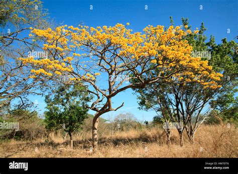 Plantas del bosque seco tropical fotografías e imágenes de alta