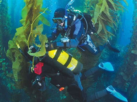 Swimming In the Forest: A Kelp Diving How-to | Dive Training Magazine