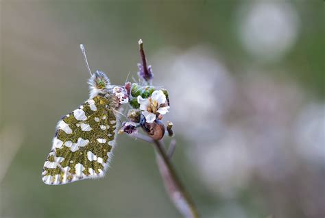 Fondos de pantalla jardín naturaleza mariposa insecto polen flor