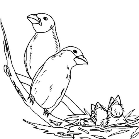 Coloriage oiseaux en Ligne Gratuit à imprimer