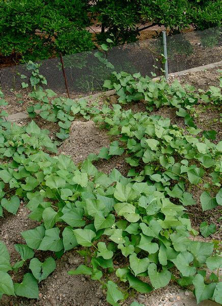 Plant Sweet Potatoes | How to Grow Sweet Potatoes – Bonnie Plants