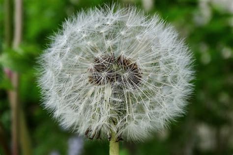 What Happens When You Submerge A Dandelion In Water Mud Bloom