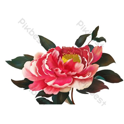 Desain Realistis Tanaman Bunga Peony Yang Digambar Tangan Dapat Menjadi