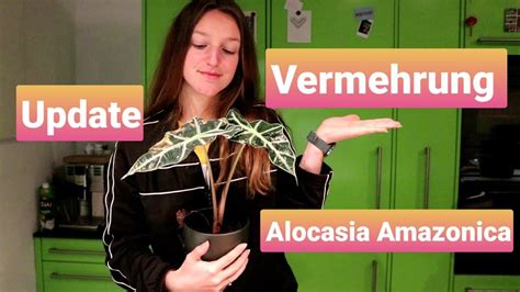 Alocasia Amazonica Update Zur Vermehrung Experiment Und Wie Es