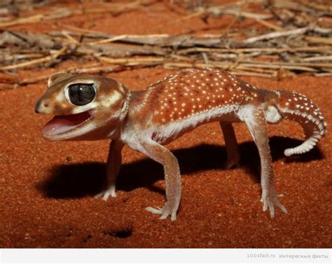 Немного фактов о гекконах | Интересные Факты