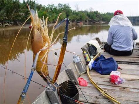 Kaki Pancing Fishing Tips Udang Galah