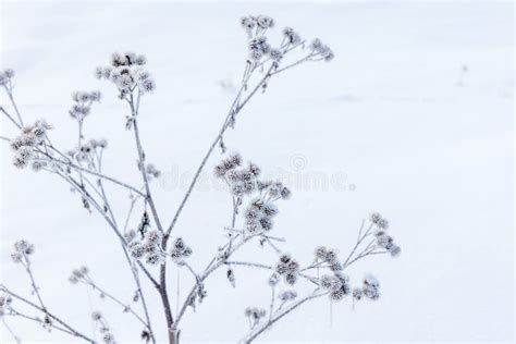 Dry Frozen Burdock Is In A Snowdrift Close Up Photo With Selective