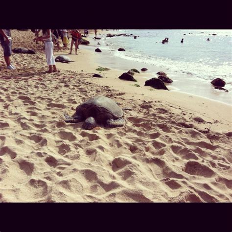 Turtle Beach Oahu | Turtle beach oahu, Beautiful places to visit, Dream ...