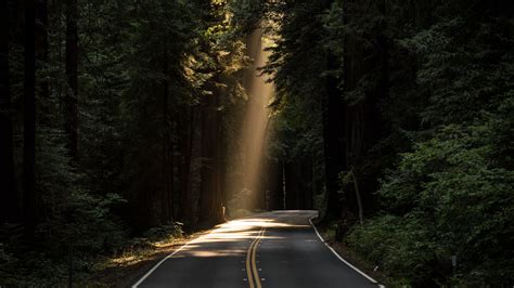 Road Turn Sunlight Forest Trees Shadow Shades Bushes Dark Background 4k Hd Dark Background