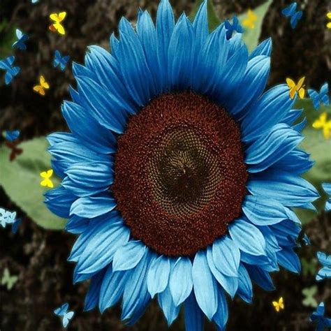 Bright Blue Sunflower Seeds