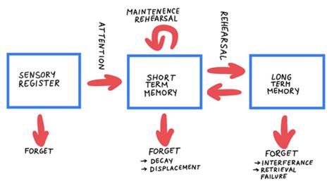 The Multi Store Model Of Memory Flashcards Quizlet