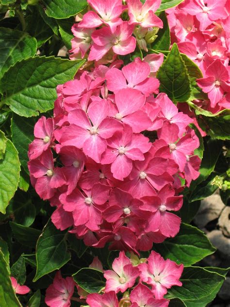 Buy Hydrangea Macrophylla Pia Dwarf Pink Hydrangea — Mr Maple │ Buy