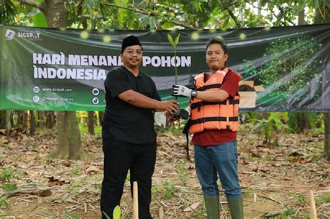 Momen HMPI 1 000 Pohon Mangrove Jenis Rhyzopora Stylosa Ditanam Di