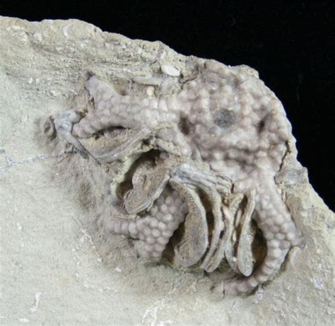 Spectacular Crinoid Association - 11 Species (#9390) For Sale ...