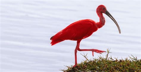 Why are animals red? The Surprising Reason