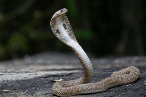 Mengenal Ular Cobra Asal Usul Dan Keunikannya Tampang