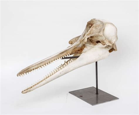 Dolphin Skull For Sale At 1stdibs