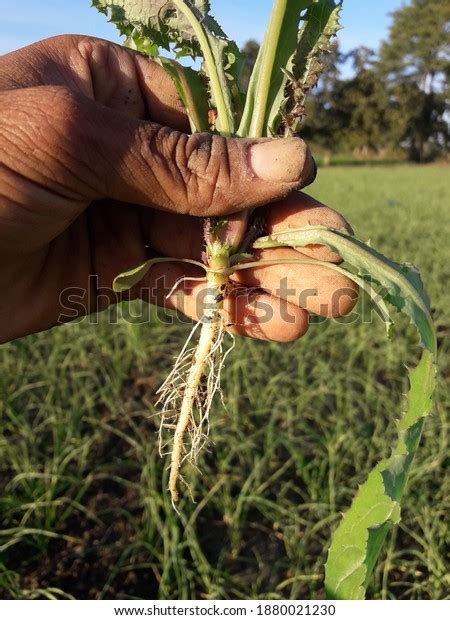 Taproot System Grass Plant Most Plants Stock Photo 1880021230 ...